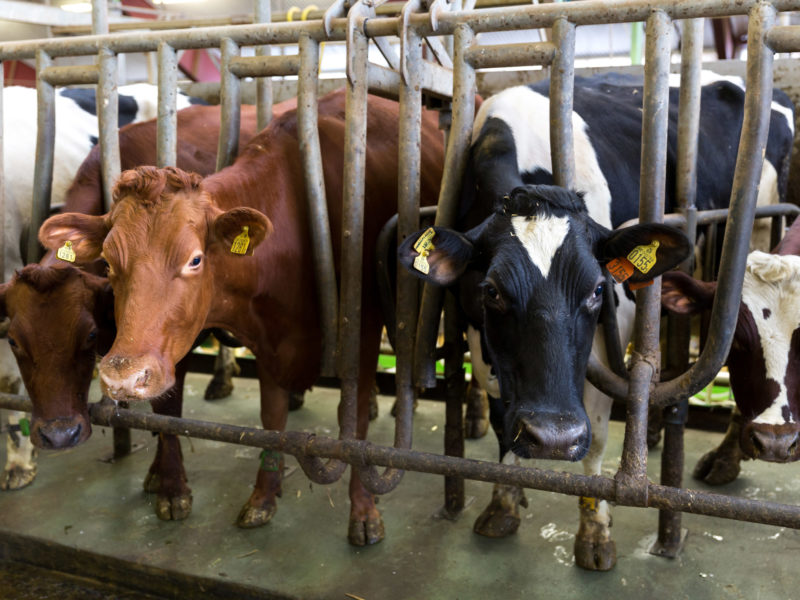 Åkerholmen Mjölkgropen